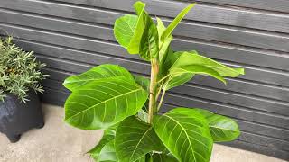 95cm Ficus Altissima 2 Stem | House Plant | 21cm Pot | 95cm Height