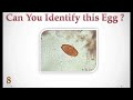 intestinal nematodes eggs identification training quiz 1 4