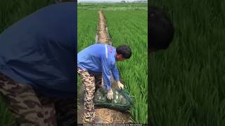 Why Are Chinese Farmers RELEASING Crabs Into Rice Fields! 🤯🦀