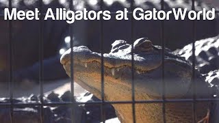 Florida Travel: See Alligators at GatorWorld in Wildwood