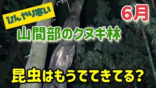 ６月ヒラタクワガタ探し！山間部のヒラタポイントの様子は？　（昆虫採集　カブトムシ採集　クワガタ採集）