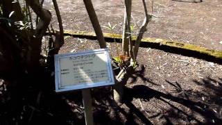 東京都薬用植物園の有毒植物区