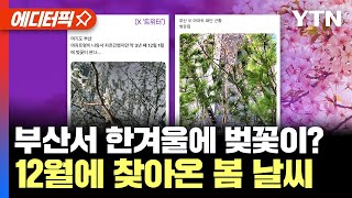 [에디터픽] 부산서 한겨울에 벚꽃이?...12월에 찾아온 봄 날씨 | 지구촌 이상 기후 몸살 / YTN