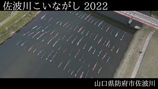 【佐波川こいながし2022】山口県防府市佐波川　　Many carps swim gracefully in the Saba River