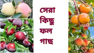 ছাদবাগানের উপযুক্ত সেরা কিছু ফলের ভ্যারাইটি/Best Fruits Plants for your Rooftop Garden.