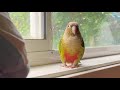 Mitthu satisfied chirps, conure sounds #viral #viralvideo #birds #conure #greenscreen #viralshorts