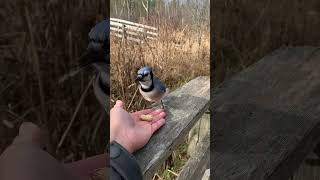 #Bluejay in #ottawa #canada  | bird watching | cute bird video | bird eating food