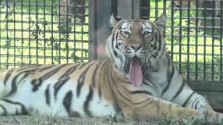 アムールトラ　(秋田市大森山動物園/秋田県)