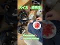 【逆転】スイカの回　～watermelon reverse play.～ shorts ショート 柴犬 スイカ