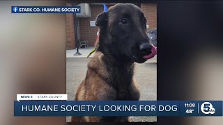 Stark County Humane Society searching for dog given to wrong owner