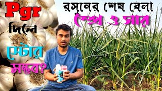 রসুনের শেষ সার ও স্প্রেতে pgr ছাড়া মোটা ও চকচকে করুন|Rosun cas er jotno| রসুনের সংরক্ষণে সাবধানতা