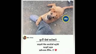 *ඒ ඇස් වල තියෙන්නේ අවංකම ආදරේ..!! ❤️🥺*