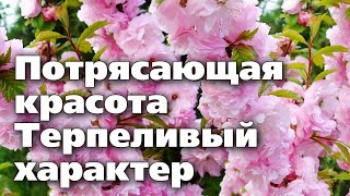 УРАЛЬСКАЯ САКУРА  Посадите красивое растение у себя в саду  Восторг гостей гарантирован