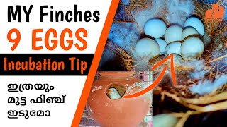 Finches Egg Hatching Time | Finches Incubation Period Care | Finches Birds Malayalam | MY PET PLANT