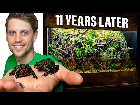 Can fire belly toads drown?