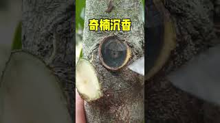 奇楠沉香結油#沉香 #agarwood #奇楠沉香 #خشب العود #沈香 #침향나무 #trầm hương