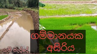 මෙහෙම කරන කුඹුරු සත්තුන්ට දෙන්නද යකෝ THE FARMER We Can Travel D\u0026A Rice cultivation waga haniya wadur