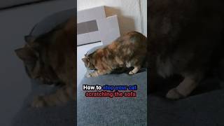 Quick Cat Training Tip: No More Sofa Scratching! Save Your Sofa! #cattraining #catsofyoutube #cat