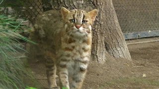 井の頭：ツシマヤマネコ「ノリ」一般公開に！Tsushima Leopard Cat