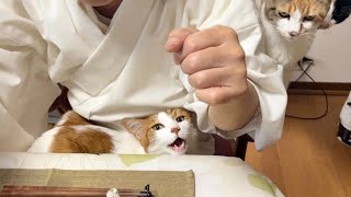 住職の朝ごはん。三毛猫からのパンチを防ぐ為に潜伏作戦決行！成功するか？