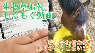 【感謝のもぐもぐ動画】馬に合わせた生牧草ありがとうございます