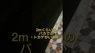 【衝撃映像】タイの大学に生息する巨大ミズトカゲがヤバすぎたwwwwwwwwwwww