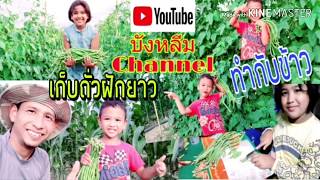 EP.7 ถั่วฝักยาว 45 วัน / เก็บถั่วฝักยาวทำกับข้าว / ผักปลอดสารพิษ / เกษตรลงมือทำ /เกษตรอินทรีย์ /