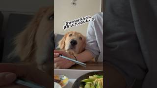 一緒に食べると美味しいね #ゴールデンレトリバー #可愛い #子犬 #癒し #goldenretriever