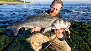 Fishing in Holland - vissoort zeebaars