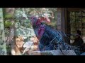 越後一宮彌彦 弥彦 神社　長ぁ〜く鳴くニワトリ、蜀鶏 とおまる ｜very long crowing chicken at yahiko shrine in niigata prefecture