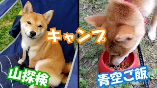 【豆柴ごま】友人たちと大自然キャンプ with 犬2匹  Camp