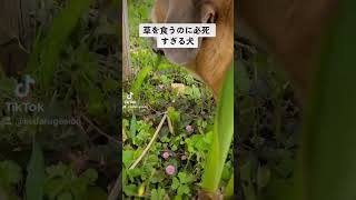 草を食うのに必死すぎる犬w #asmr