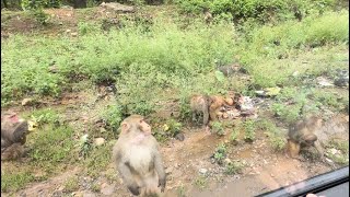 Monkeys पीछा करने लगे