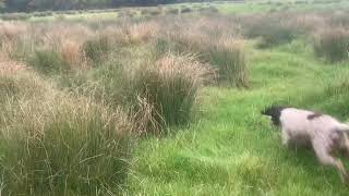 Female goshawk chasing rabbit