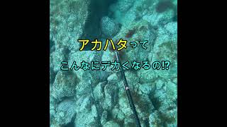 こんなにデカいアカハタ見たことありますか？ Spearfishing #Shorts