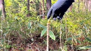 【山菜採り】タラの芽を探しにフラッと山を散歩した結果