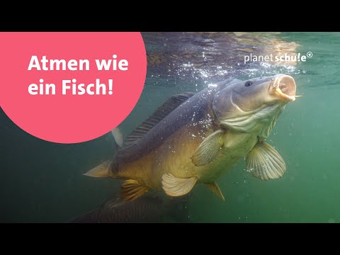 Wie Fische Unter Wasser über Die Kiemen Atmen Können - Planet Schule ...