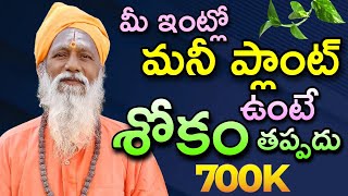 మనీ ప్లాంట్ ఎక్కడున్నా ఇక్కట్లే శోకం తప్పదు | Money Plant Vastu in Telugu | Subhavastu Money Plant