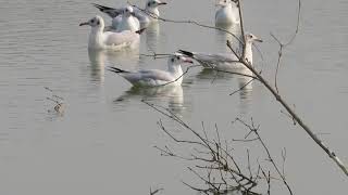 Slender-billed gull