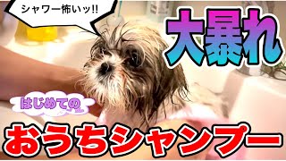 【Home Grooming】ハナちゃん初めてのおうちシャンプーで大暴れ‼️ 生後3ヶ月シーズーの女の子