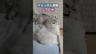 強い絆で結ばれた猫兄妹のるいくんりおちゃん