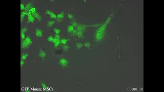 Mouse genetically-modified stem cells via transmitted light and fluorescence imaging