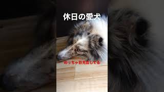 休日はやっぱりゴロゴロ？【シェルティバイブルー】 #シェルティ #愛犬 #犬との暮らし