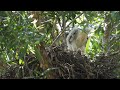 20180708 水萍塭公園鳳頭蒼鷹 3