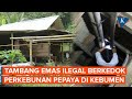 Perkebunan Pepaya Kebumen Jadi Tambang Emas Ilegal, Pekerja dan Pemiliknya Diperiksa