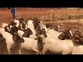 Boer goat farm - South African