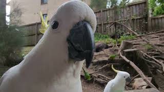 The endless expressions of wild cockatoos