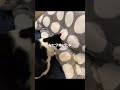 何かいるの？ 猫動画 cat ねこの動画 猫好きさんと繋がりたい ハチワレ 猫のいる暮らし shorts