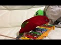 red birb and glockenspiel iii