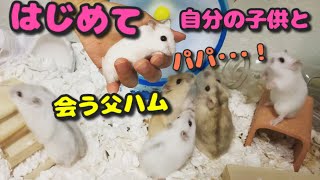 生まれて初めて父の顔を見た子供達【ハムスター】